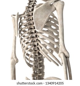 38,309 Chest bones Images, Stock Photos & Vectors | Shutterstock