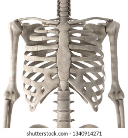 3D Render Male Skeleton Chest