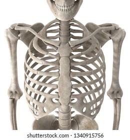 3d Render Male Skeleton Chest Stock Illustration 1340915756 