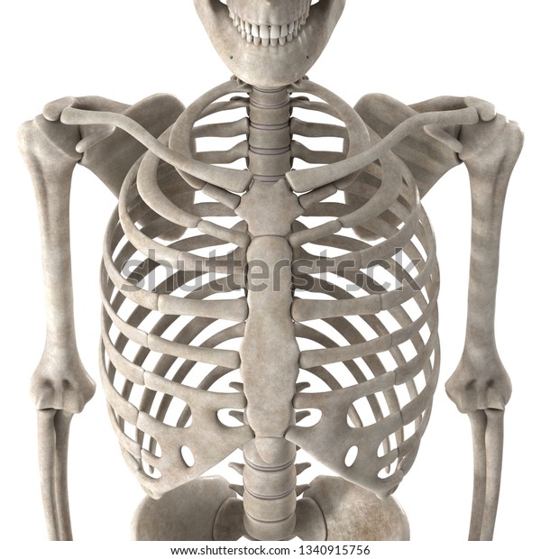 3d Render Male Skeleton Chest Stock Illustration 1340915756 | Shutterstock