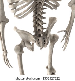 3d Render Male Skeleton Hips Stock Illustration 1338527522 | Shutterstock