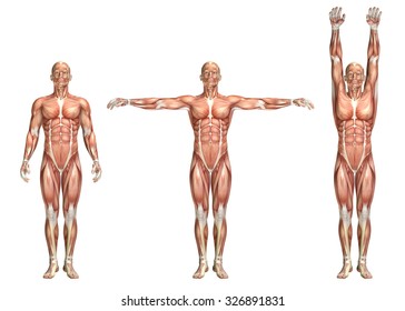 3D Render Of A Medical Figure Showing Shoulder Abduction And Adduction