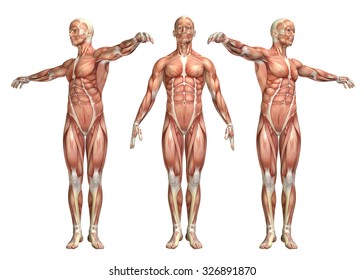 3D Render Of A Medical Figure Showing Trunk Rotation