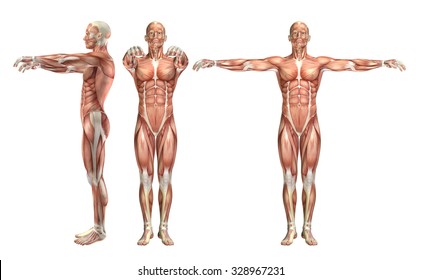 3D Render Of A Medical Figure Showing Shoulder Abduction And Horizontal Abduction