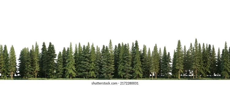 3D render pine forest on white background