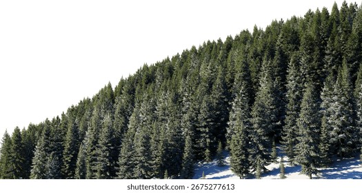 3D render of a pine tree on a mountain in winter with snow against a white background with clipping path.
