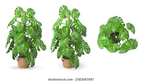 3d render Plant pot in different angles isolated on white background . different angle
