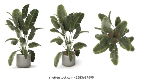 3d render Plant pot in different angles isolated on white background . different angle