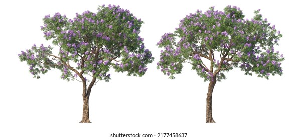3d render purple flowering tree on a white background