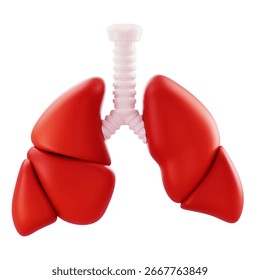 3D Render 3D red lungs model with trachea; ideal for medical education, anatomy content, health marketing.