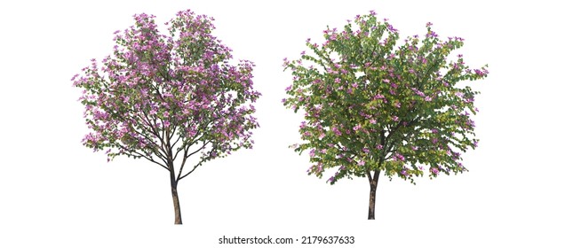  3d Render Shrub And Tree Split Up On A White Background