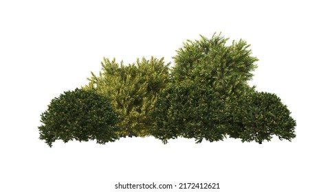 3d render shrub with white background