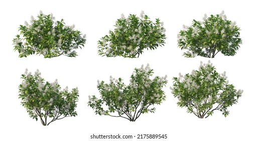 3d render shrubs and trees on a white background