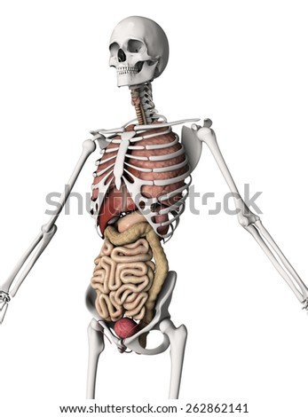 3 D Render Skeleton Internal Organs Stock Illustration 262862141