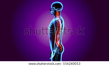 3d render of skeleton vertebrae anatomy