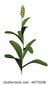 3d Render Of Sorghum Plant