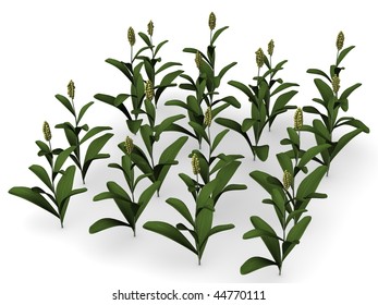 3d Render Of Sorghum Plant