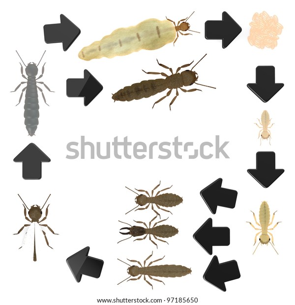 3d render of termite\
animals