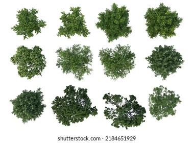 3d render top view tropical plants and flowers on a white background