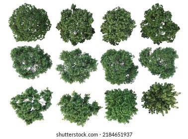 3d render top view tropical plants and flowers on a white background