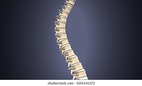 3d render of Vertebral column anatomy