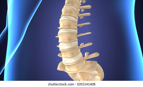 3d render of Vertebral column anatomy