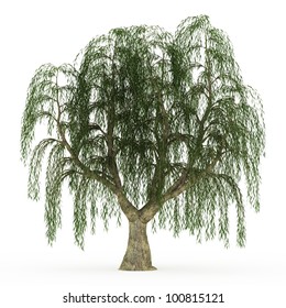 3d render Weeping willow isolated over white