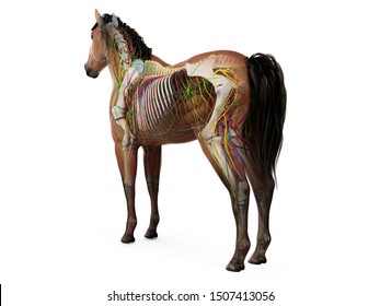 3d rendered anatomy of the equine anatomy 