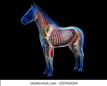 3d Rendered Anatomy Of The Equine Anatomy 