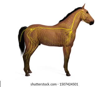 3d rendered anatomy of the equine anatomy 