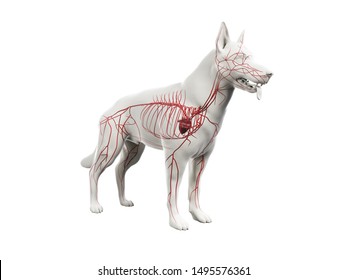 3D gerenderte Anatomie-Illustration des Kanins 