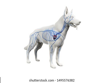 3D gerenderte anatomische Abbildung der Caninvenenvenein
