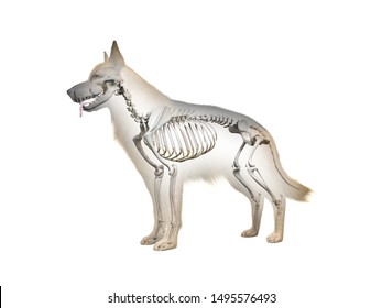 3D-gerenderte anatomische Abbildung des Skeletts des Hins