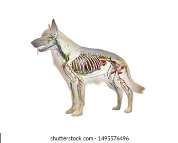 3d Rendered Anatomy Illustration Canine Anatomy Stock Illustration ...