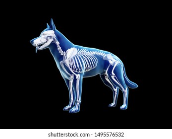 3d Rendered Anatomy Illustration Of The Canine Skeleton