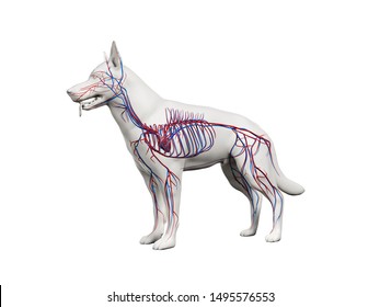 3D gerenderte anatomische Abbildung des Gefäßsystems des Kaninchens