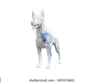 3D gerenderte anatomische Abbildung der Caninvenenvenein