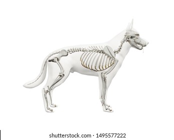 3d Rendered Anatomy Illustration Of The Canine Skeleton