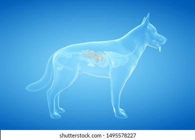 Veterinary Anatomy Images Stock Photos Vectors Shutterstock