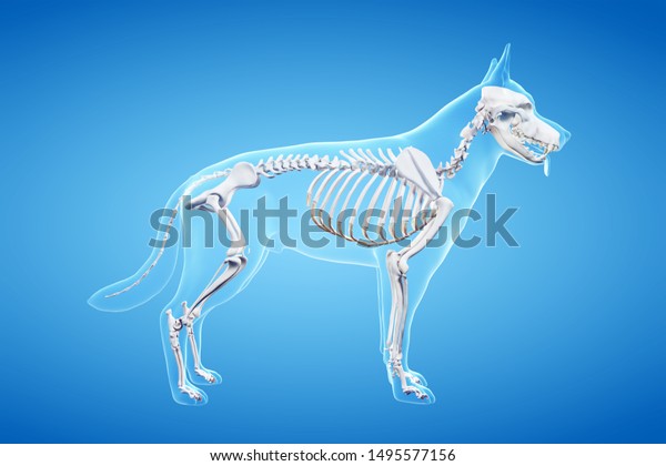 3d rendered\
anatomy illustration of the canine\
