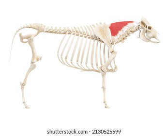 4,915 Cow anatomy Images, Stock Photos & Vectors | Shutterstock