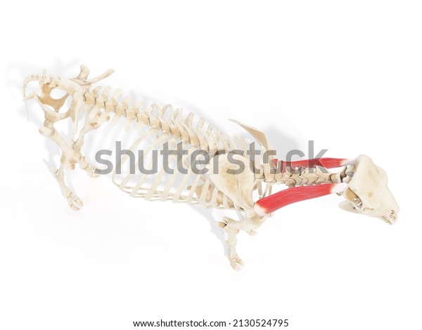 3 Omotrasversarius Images, Stock Photos & Vectors | Shutterstock