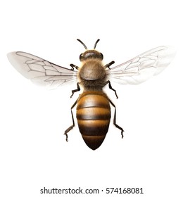 3D Rendered Apis Mellifera "Honey Bee"