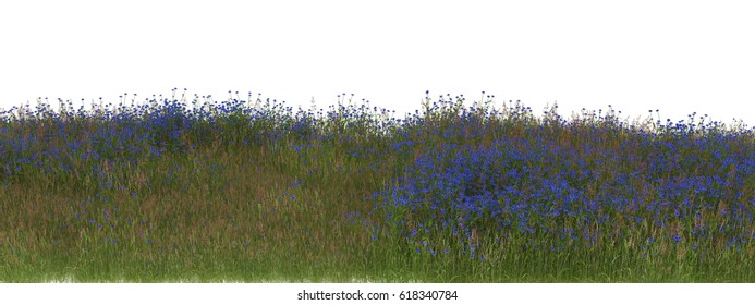 3d Rendered Cornflower And Green Grass Field With Alpha Channel