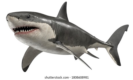 Shark 3d Images Stock Photos Vectors Shutterstock
