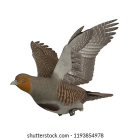 3D Rendered Grey Partridge