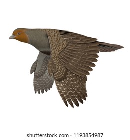 3D Rendered Grey Partridge