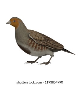 3D Rendered Grey Partridge