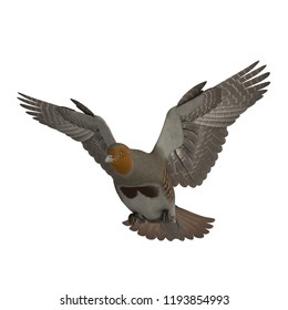 3D Rendered Grey Partridge