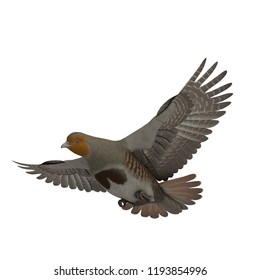 3D Rendered Grey Partridge